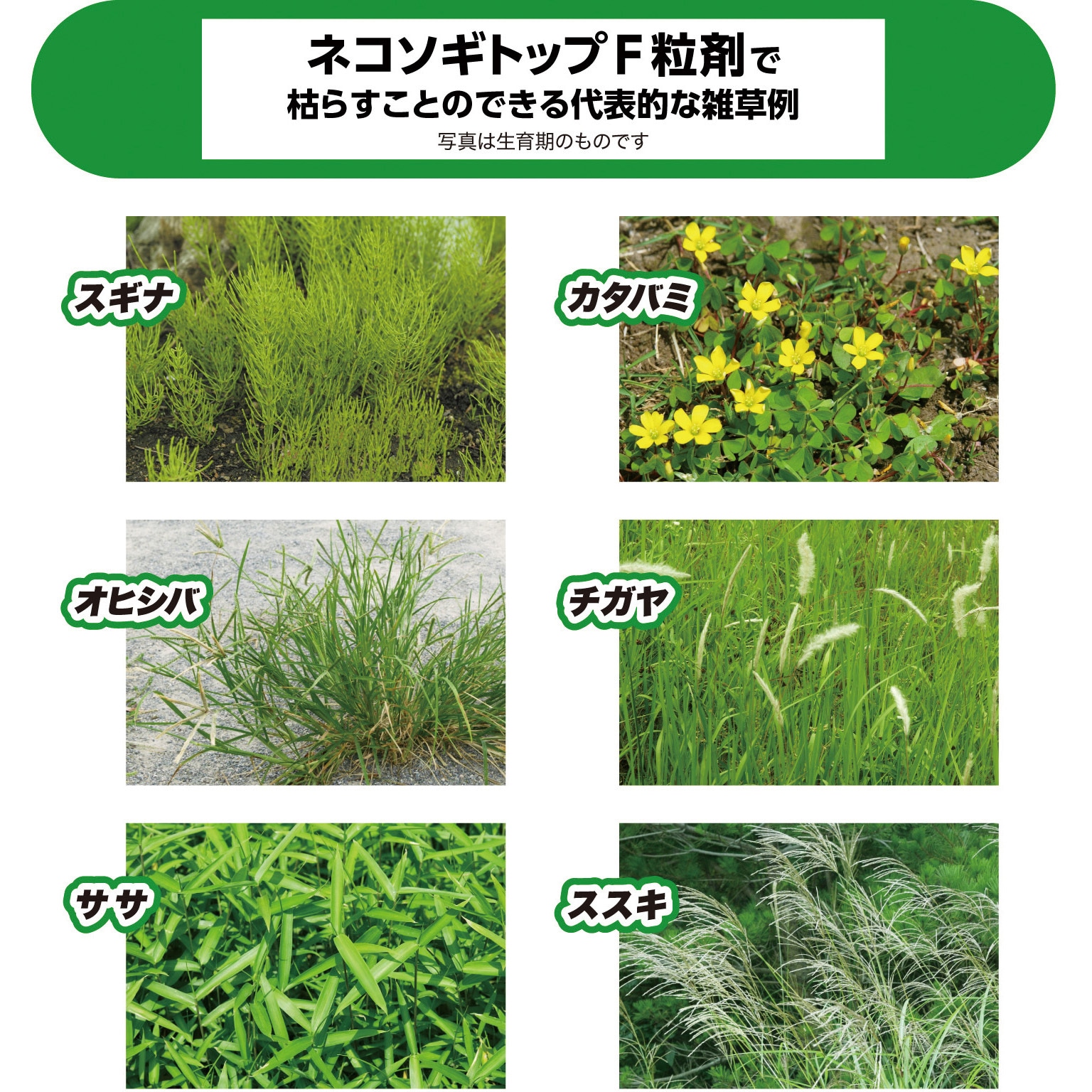 【2個セット】レインボー薬品 ネコソギトップRX粒剤 5kg袋 Amazon | レインボー薬品 ネコソギトップRX粒剤 2kg | 除草剤