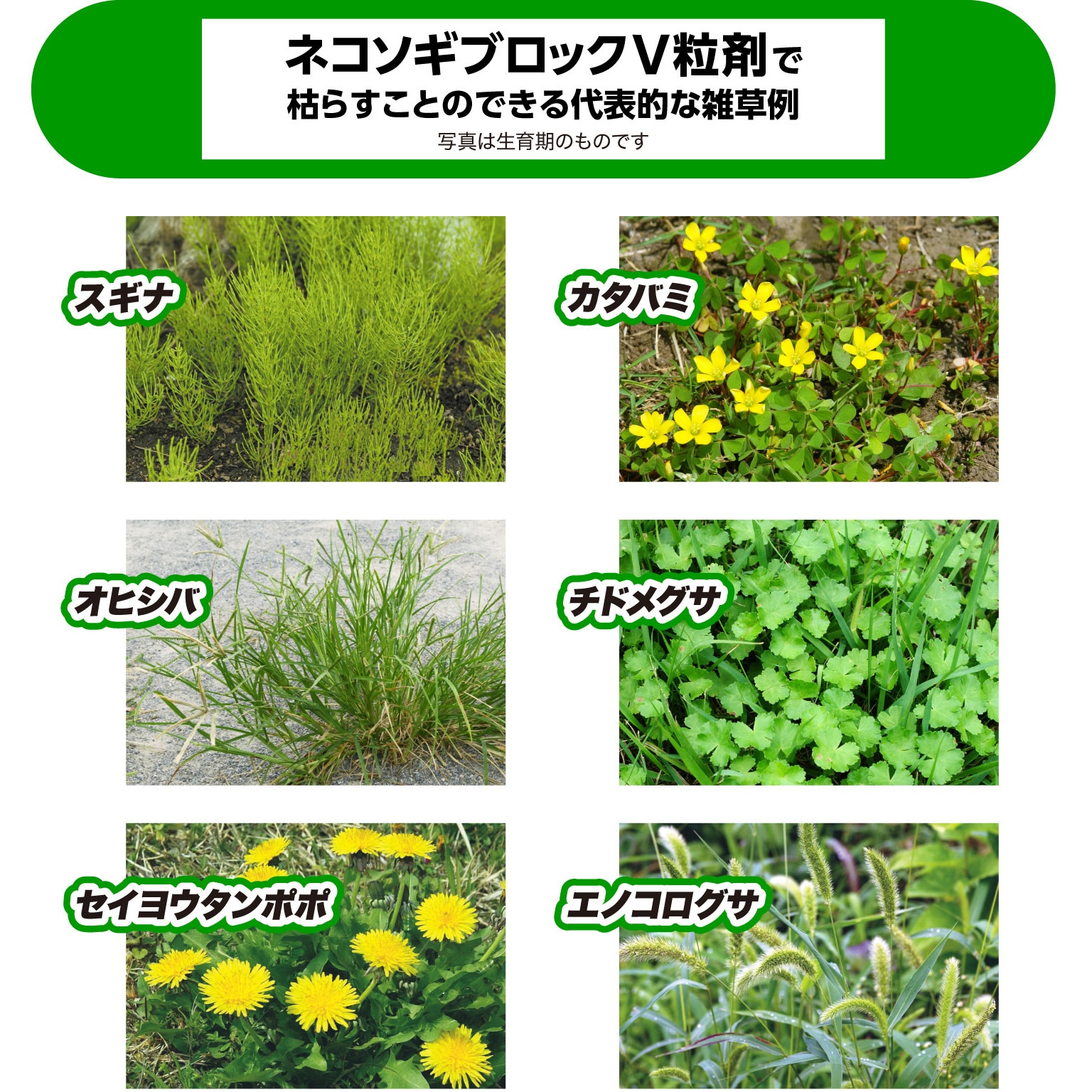 800g ネコソギブロックV粒剤 1個(800g) レインボー薬品 【通販モノタロウ】