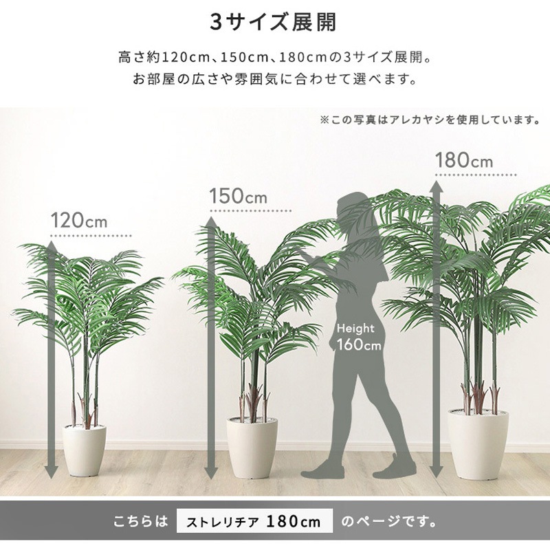 人工観葉植物 約160cm 位　ツイスト幹 人工観葉植物 約160cm 位 ツイスト幹 人工観葉・フェイクグリーン