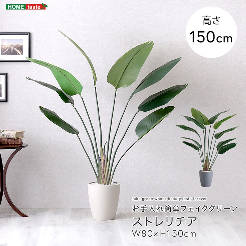 SH-06-STR-M-GY お手入れ簡単フェイクグリーン ストレリチア Mサイズ(150cm) ホームテイスト グレー色 SH-06-STR-M-GY