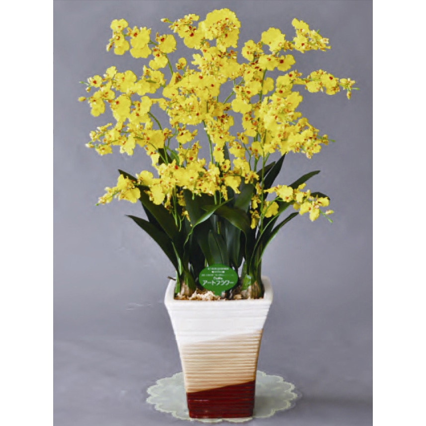 ON-1M-10F ブルズ アートフラワー Bulls(ブルズ) オンシジューム 1個