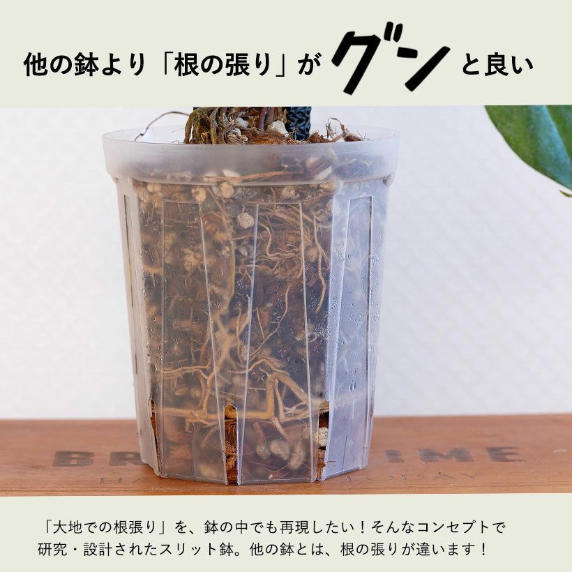 5号ロング 透明スリット鉢 ネガミエル ノーブランド 5号サイズ 1