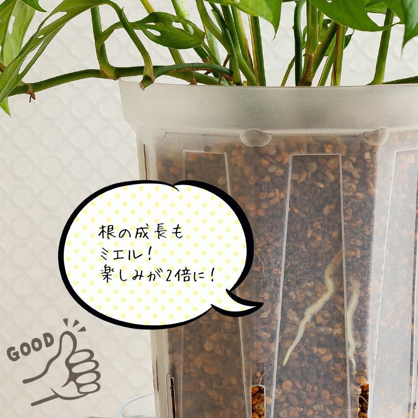 スリット鉢 5号 超最安値 192個入り 楽天市場】5号スリット鉢（ロングタイプ）192個入りケース販売