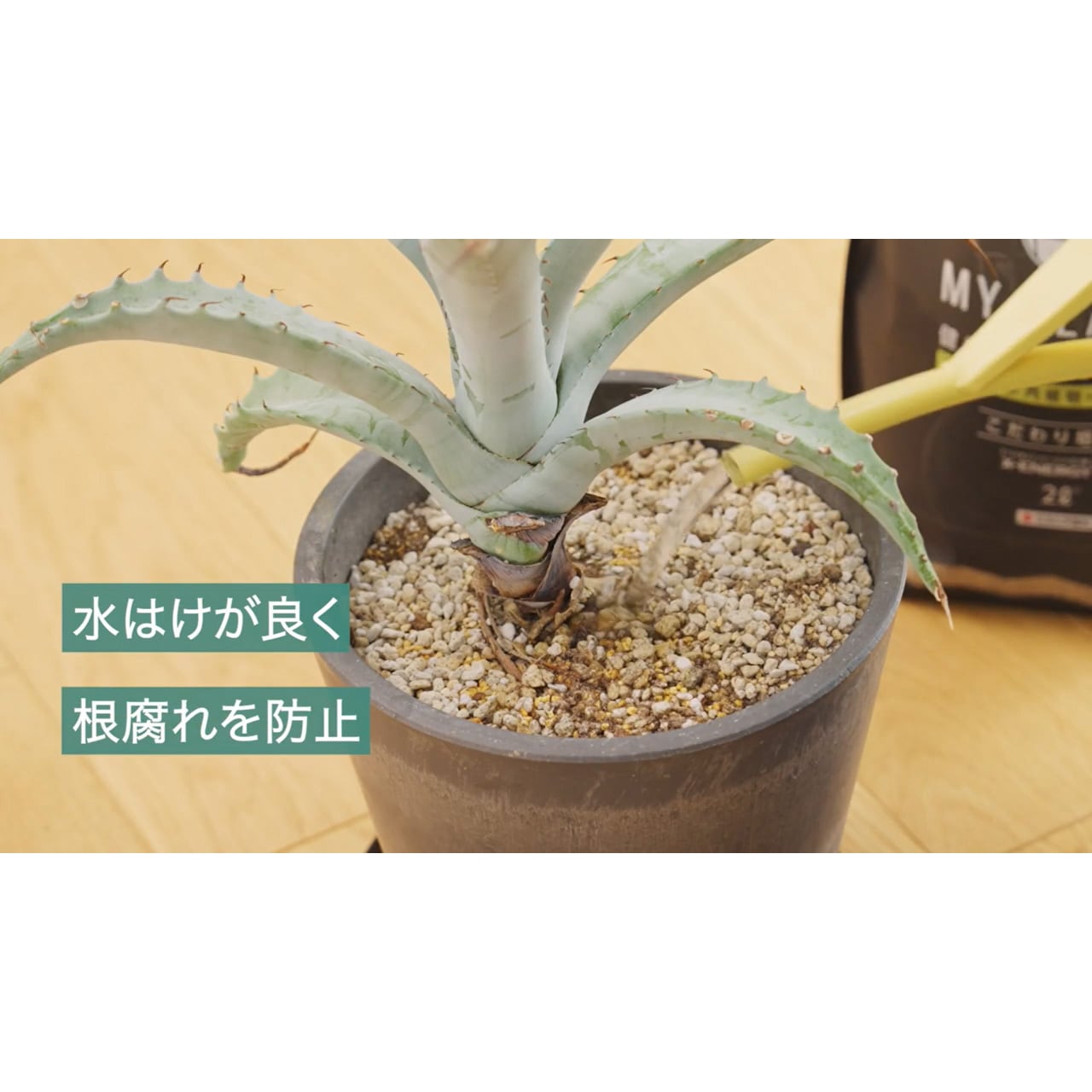 2L マイプランツ 健やかに育てるソイルアガベ・多肉植物・塊根植物用 1