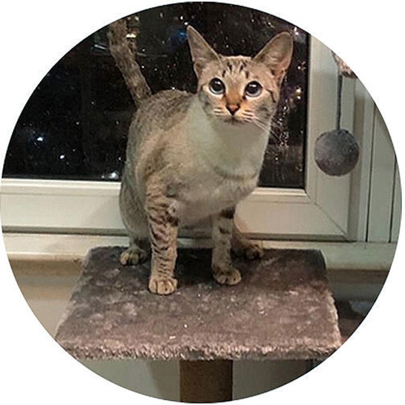 据え置きキャットタワー ファミリー・ライフ ペット用ファニチャー