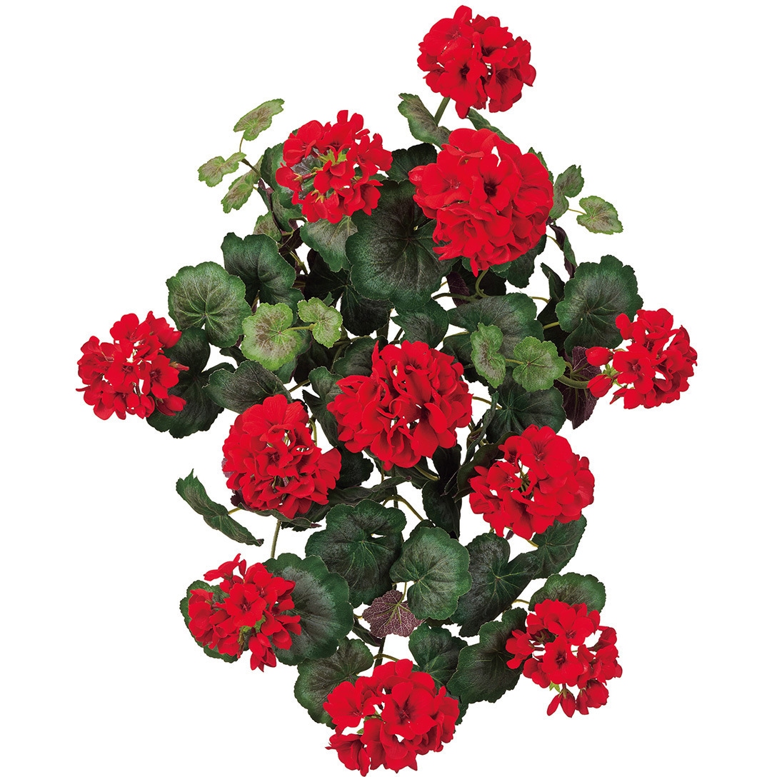 FM005535-003 クリムゾンゼラニウムブッシュ MAGIQ(東京堂) ラナンキュラスタイプ 4,980円