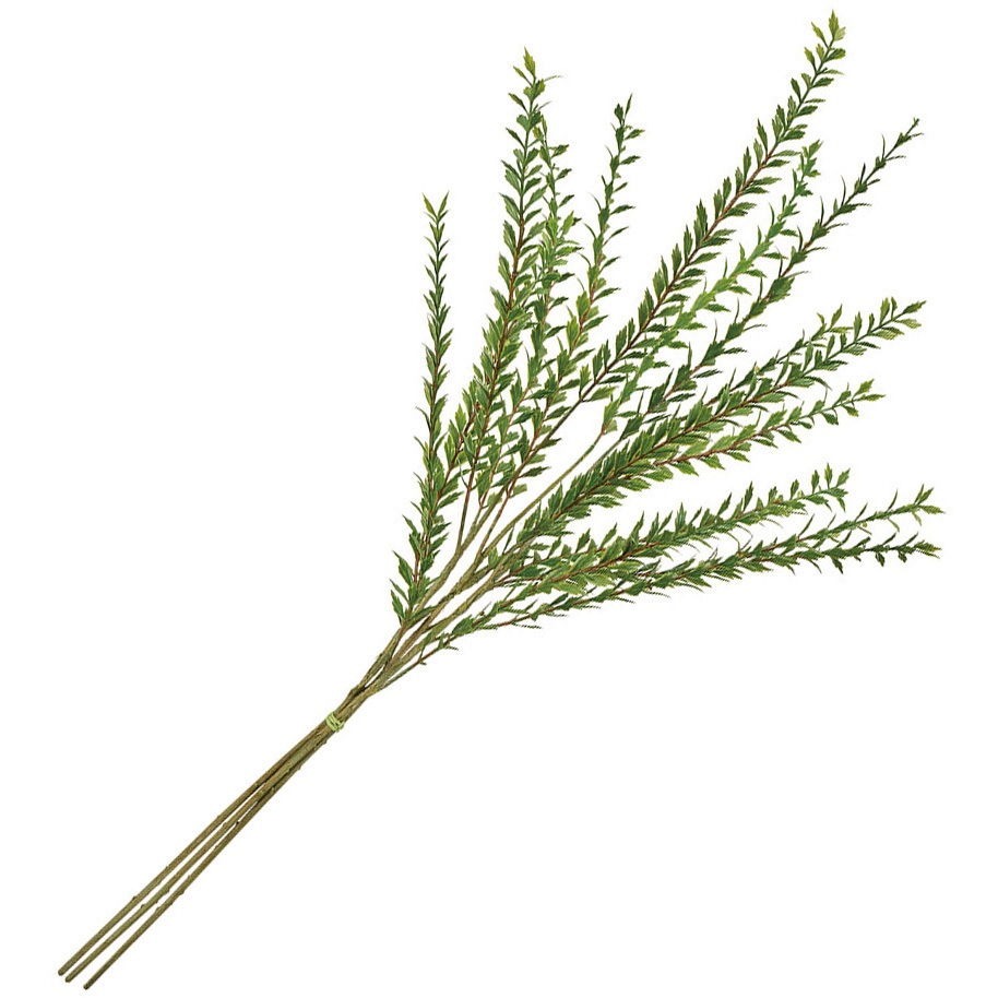 FG000364 リューカワイルドブランチ 1束(3本) MAGIQ(東京堂) 【通販