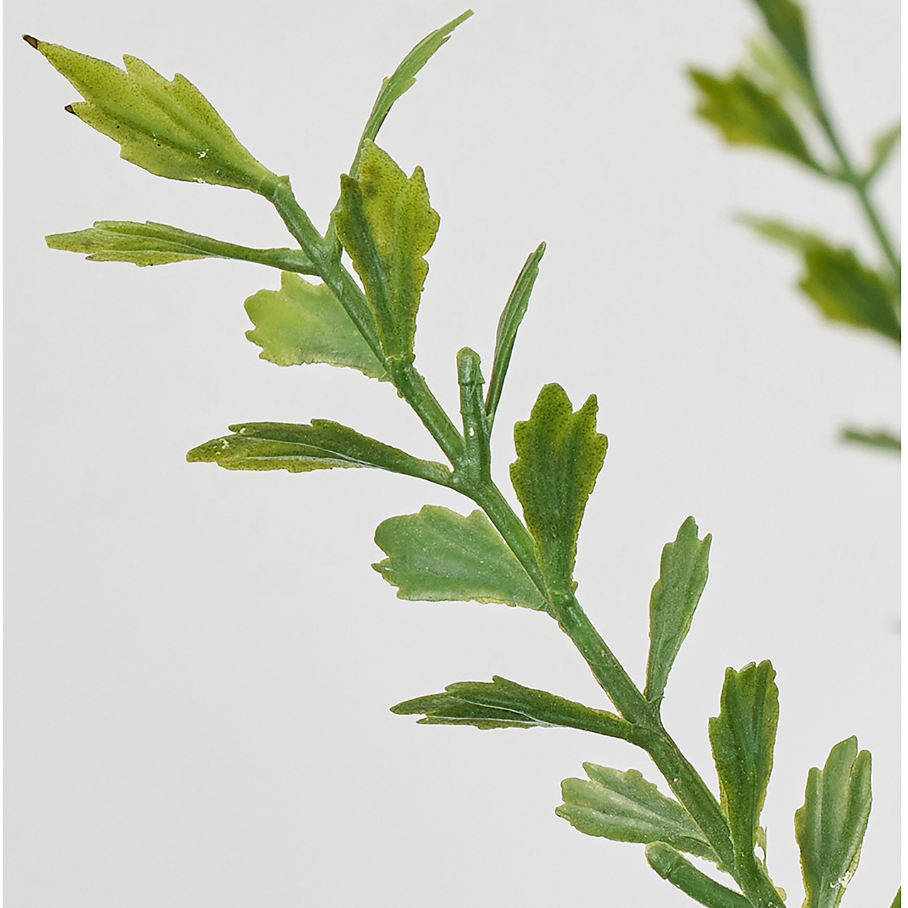 FG000364 リューカワイルドブランチ 1束(3本) MAGIQ(東京堂) 【通販