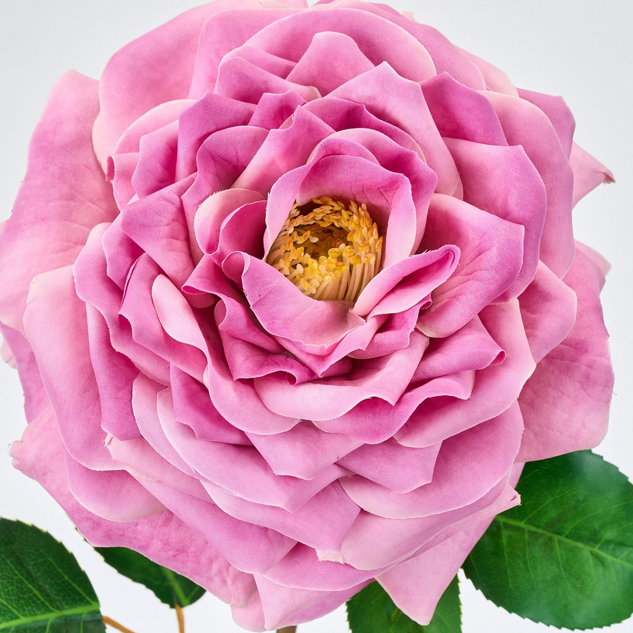 FM000380-042 ダマスクグランローズ MAGIQ(東京堂) 藤タイプ FM000380