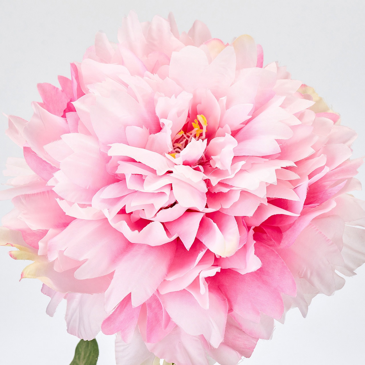 FM001929-002 フルブルームピオニー 1本 MAGIQ(東京堂) 【通販モノタロウ】