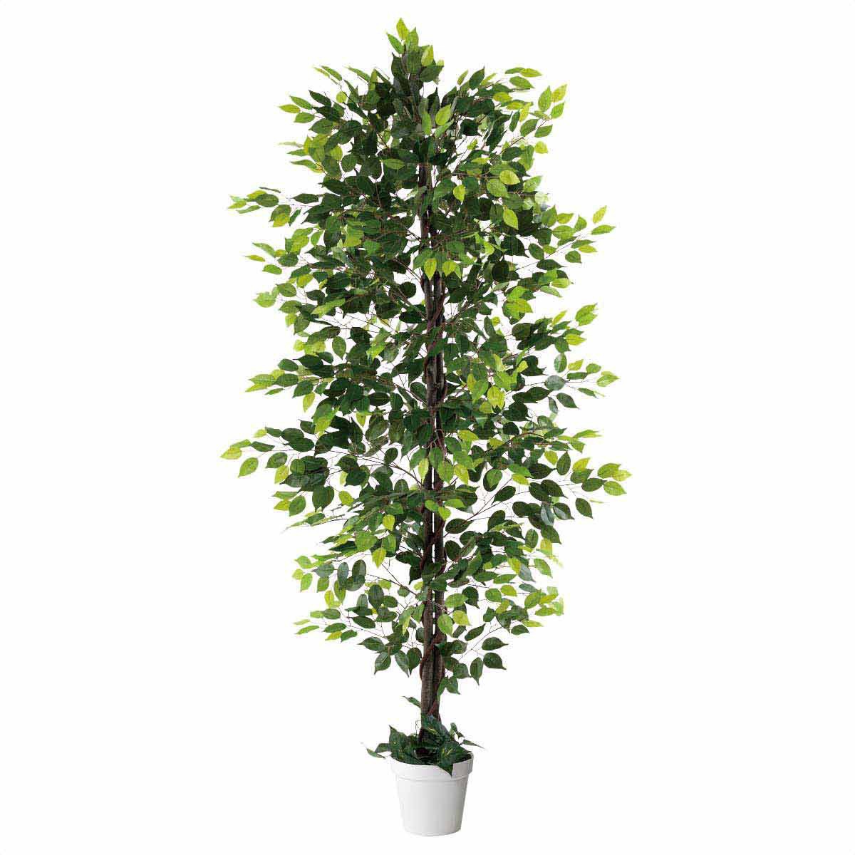 8724-4730 年間装飾品 フェイクグリーン 観葉植物 人工樹木ベンジャミン ストア・エキスプレス 幅85cm奥行85cm高さ210cm 1台 8724-4730