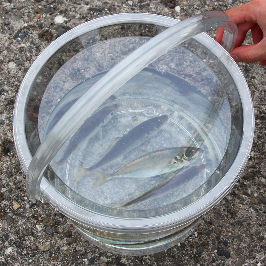 13L(蓋付) 座れる超スケスケバケツ 1個 PROX(プロックス) 【通販