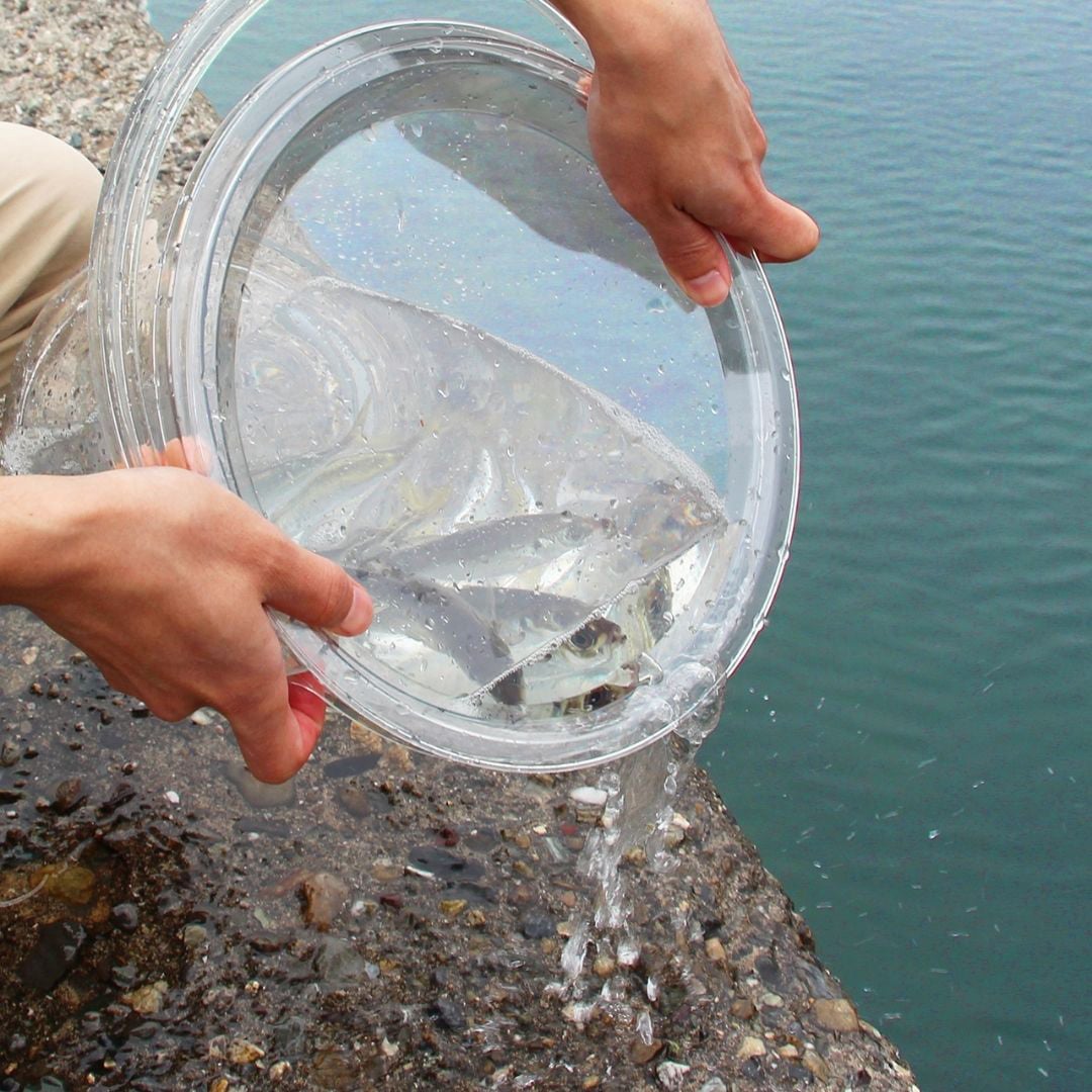 13L(蓋付) 座れる超スケスケバケツ 1個 PROX(プロックス) 【通販