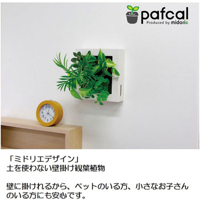 F-木目調ナチュラル- 17Z4 観葉植物 FRAME 1個 ミドリエデザイン