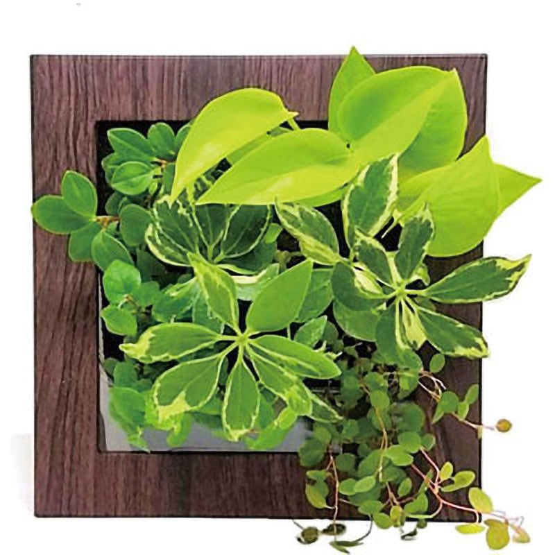 F-木目調ダーク-17X4-B 観葉植物 FRAME 給水ボトル付 1個 ミドリエデザイン 【通販モノタロウ】 5,485円