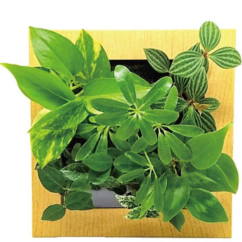 F-木目調ナチュラル- 17Z4-B 観葉植物 FRAME 給水ボトル付 1個 ミドリエデザイン 【通販モノタロウ】