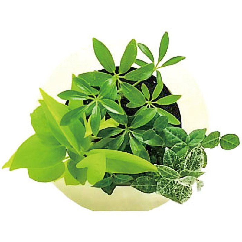 GF-ミルク-17A4-B 観葉植物 GREEN FRAME 給水ボトル付 1個 ミドリエデザイン 【通販モノタロウ】