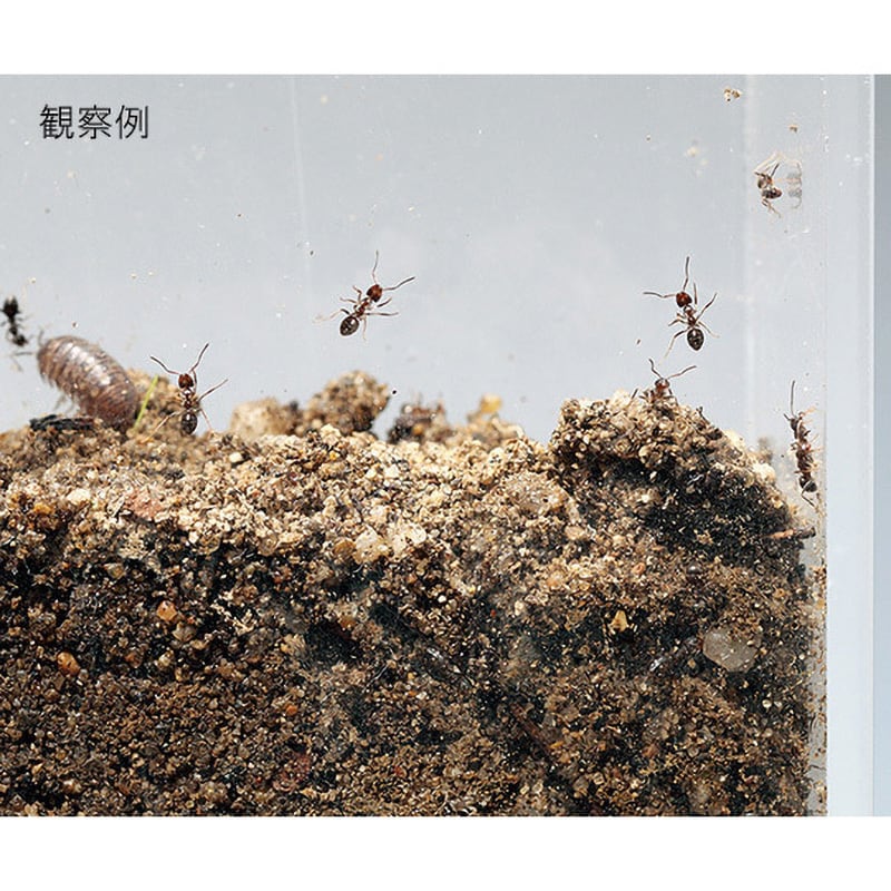 薄型(150×40) 観察用アクリル水槽 1個 アズワン 【通販モノタロウ】