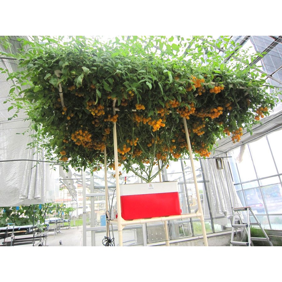 Sarahプラス 家庭用水耕栽培キット ホームハイポニカ 水耕栽培・植物