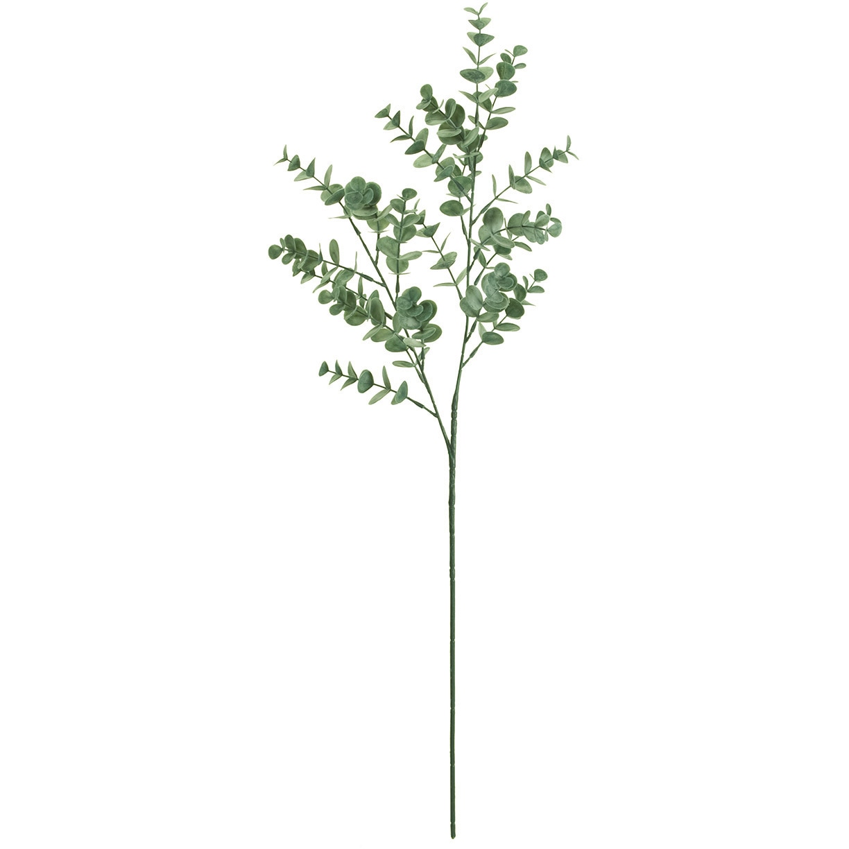 FG005096-024 グニユーカリ 1本 MAGIQ(東京堂) 【通販モノタロウ】