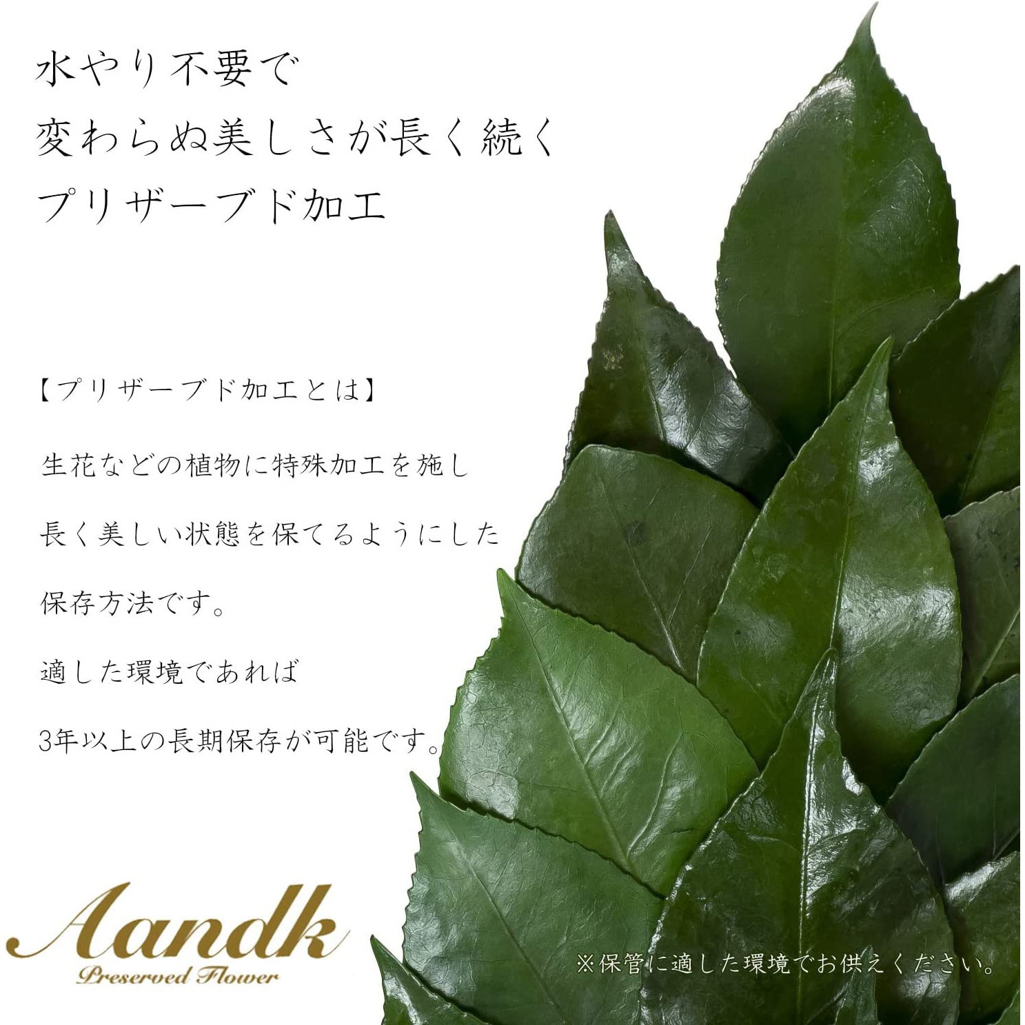 A&K モダン神棚 久遠 三社 榊付きセット (お札たて/プリザーブド榊 SS 一対/白木 榊立て) 榊 プリザーブド 水換え不要 美しさを