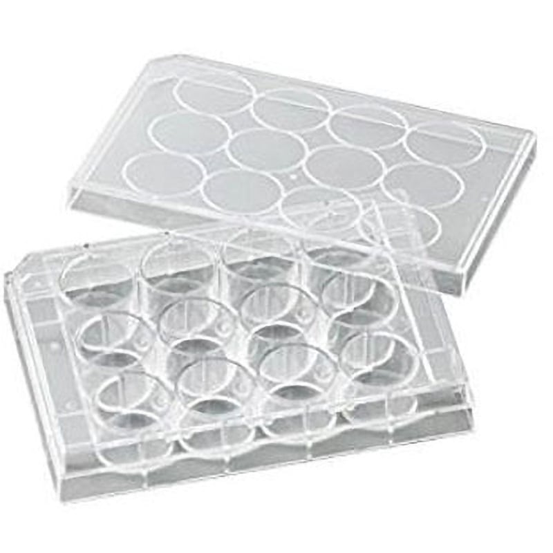 ユ*ノ様 大株出品　ヒリーパオパオ　胞子培養 P.hillii'Paopao'の成長記録。