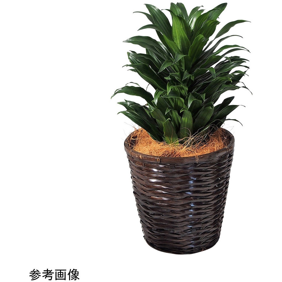 観葉植物 生木 1鉢 アズワン 【通販モノタロウ】