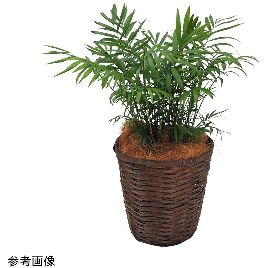 観葉植物 生木 1鉢 アズワン 【通販モノタロウ】
