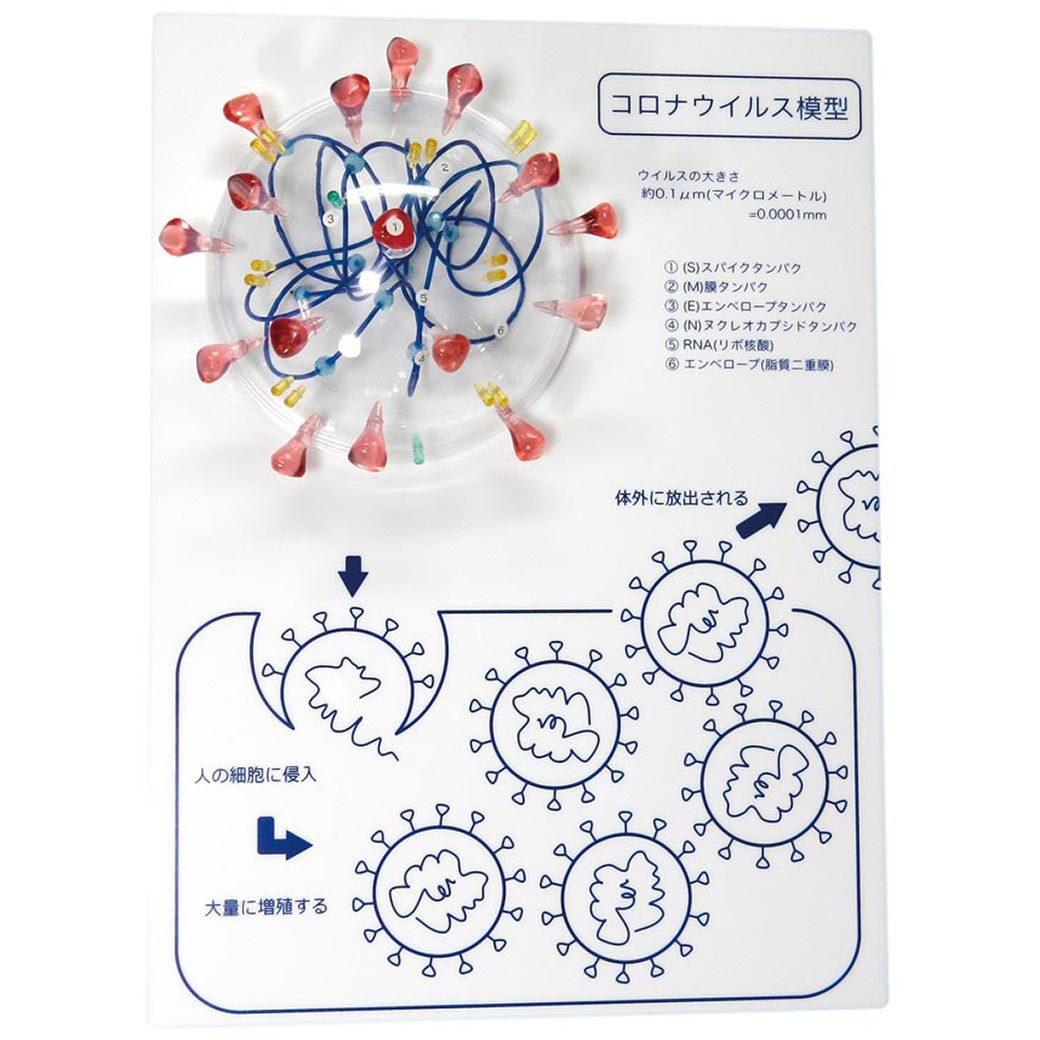CVH コロナウイルス構造模型 ケニス 寸法235×320×105mm 1個
