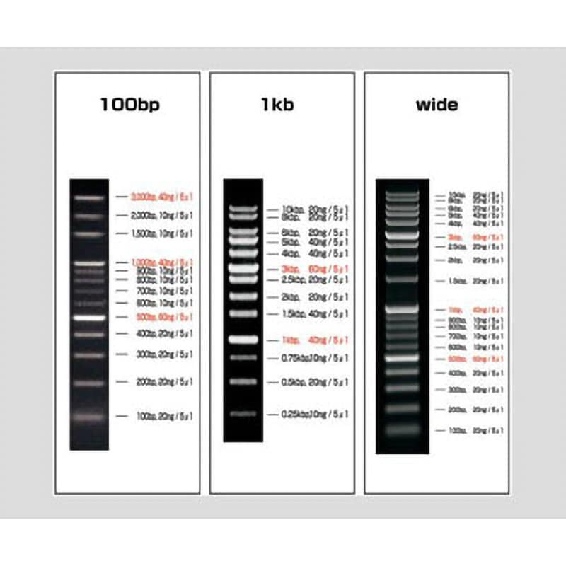 VIO-1kb-1 DNAラダーマーカー 1個 アズワン 【通販サイトMonotaRO】