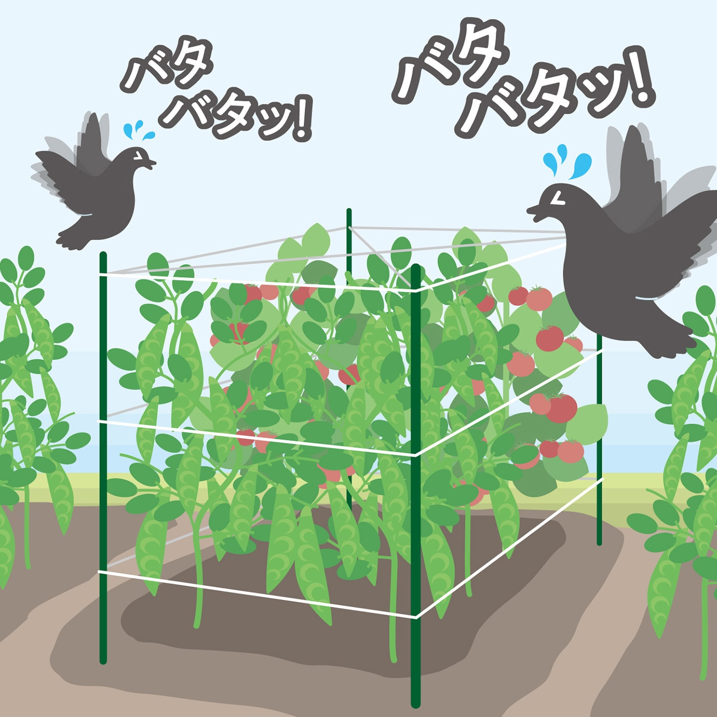 BIRDER 10月号 本日発売！ 特集は「鳥の分類学入門」です