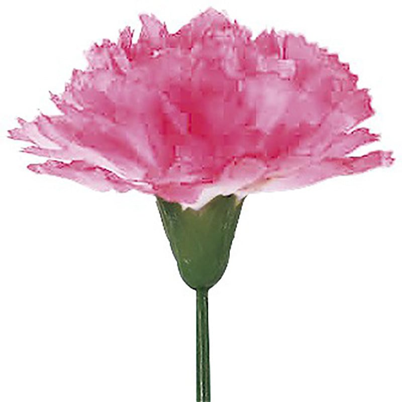 MA1-0024 ピンクカーネーション アルファ[販促] 中サイズ 1