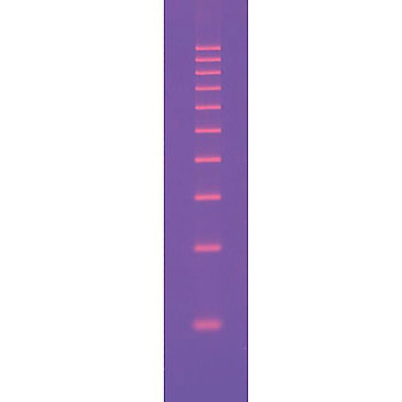 1708202 DNAサイズスタンダード BIORAD 冷蔵 種別Molecular Ruler 100bp  1本