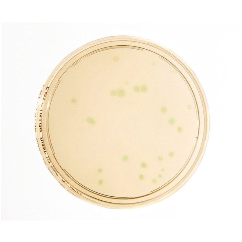 【for清田様】オーダー品 Amazon.com: NICHE 434cc Big Bore Cylinder Piston Kit for Arctic