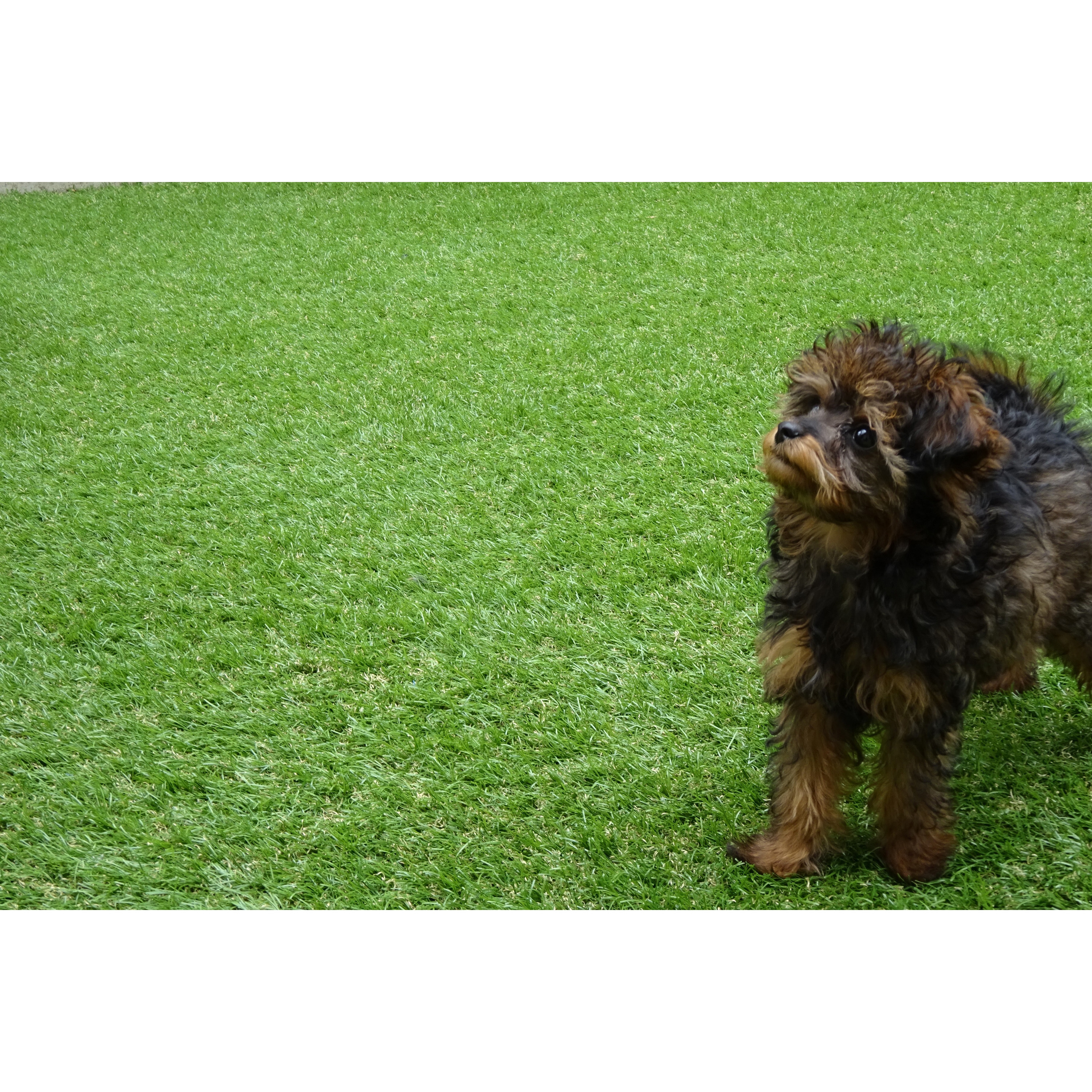 36871656 バロン人工芝400PE 小泉製麻 幅8cm長さ10m