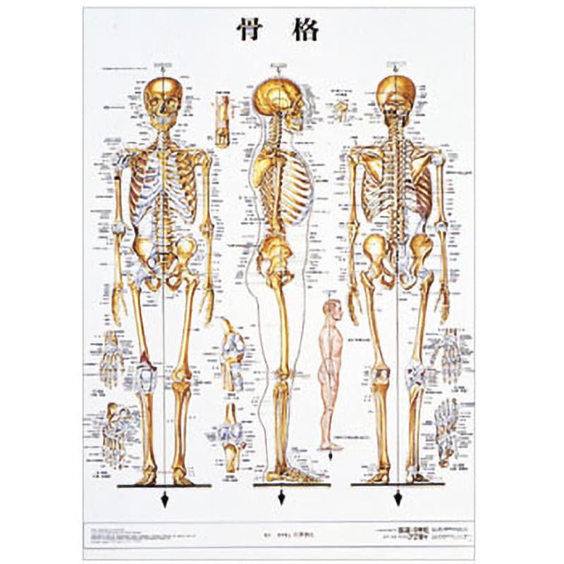 人体解剖学チャート(ポスターサイズ) 1個 京都科学 【通販サイトMonotaRO】
