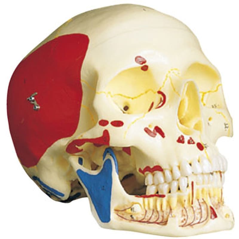 A22/1 頭蓋・下顎開放型3分解モデル 1個 京都科学 【通販モノタロウ】