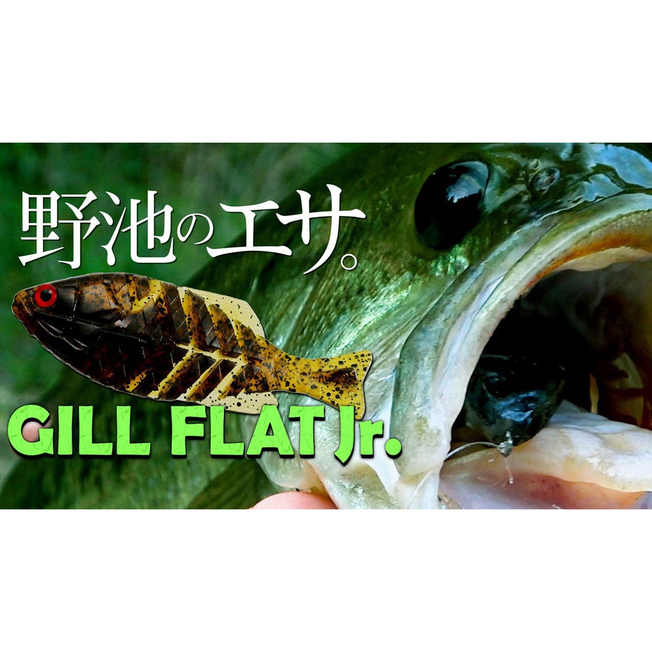 11 ブルーギル ギルフラットJr. 一誠(イッセイ) 自重8g 4個入