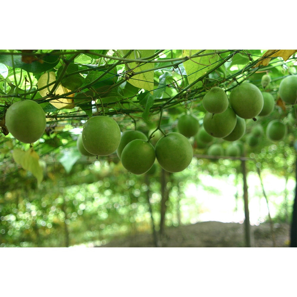 ラカントS顆粒 1セット(580g×6袋) SARAYA(サラヤ) 【通販モノタロウ】