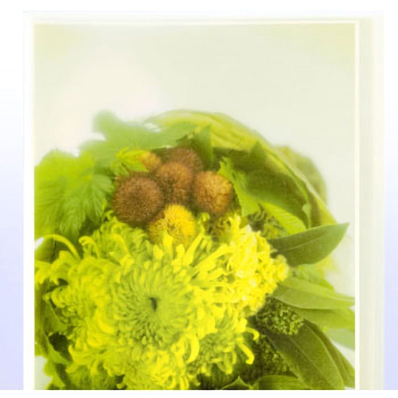 FC-240SC(98197) シンプルクリアーファイル PLUS(プラス)[文具