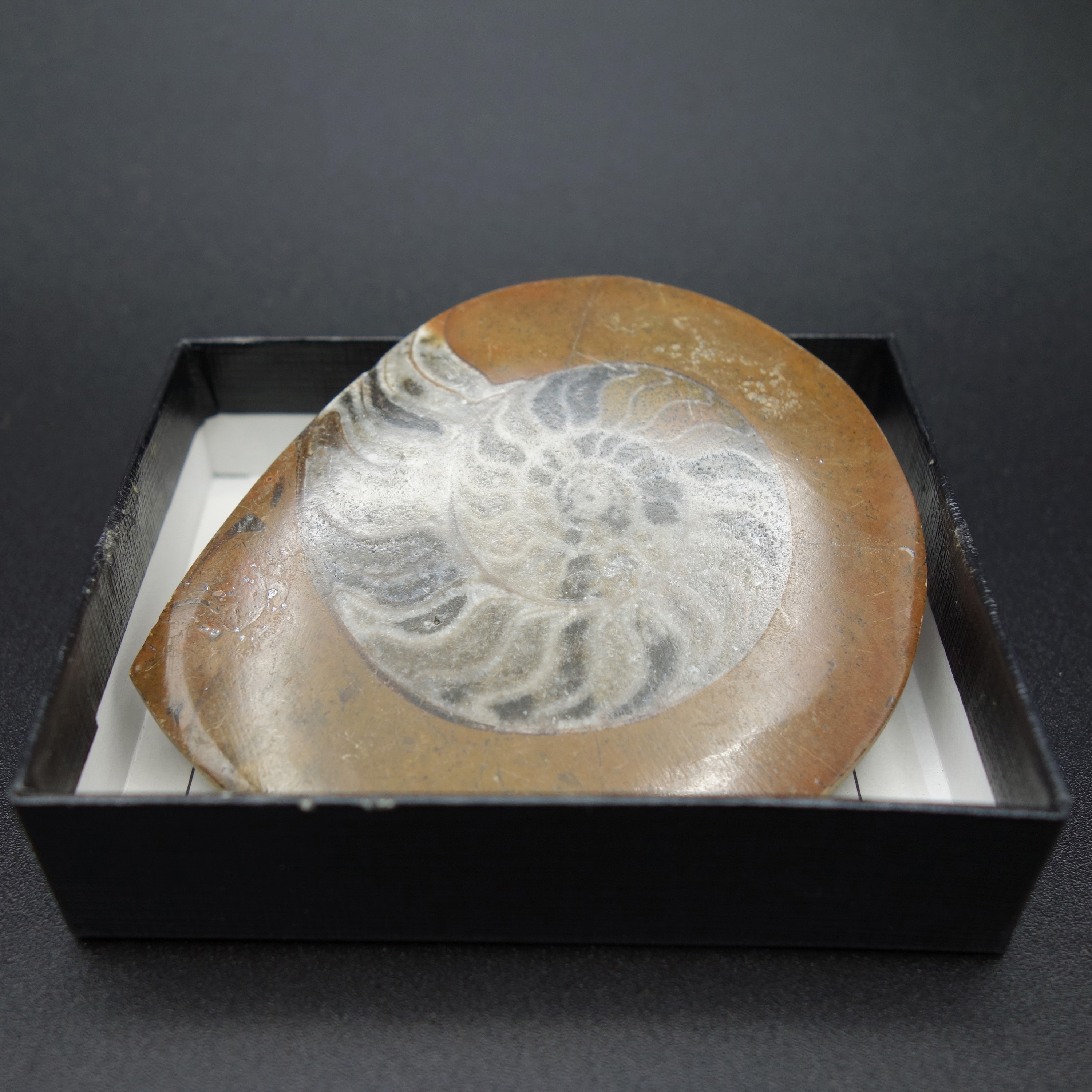 ZEO-1000-19 アンモナイト/ゴニアタイト(小箱) ナリカ 1セット(4個) ZEO-1000-19