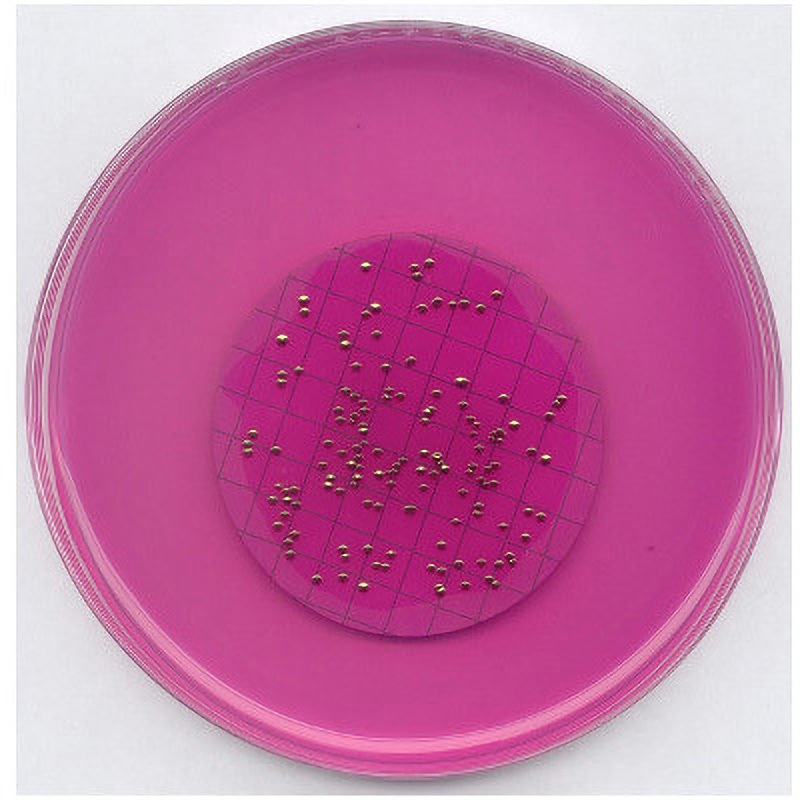 1.11277.0500 メンブランフィルター 遠藤寒天培地 LES 微生物学用 111277 500G 1個 Merck(メルクミリポア) 【通販モノタロウ】 28,587円