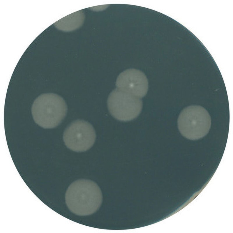 1.03750.0500 酵母エキス寒天培地 微生物学用 103750 500G 1個 Merck(メルクミリポア) 【通販モノタロウ】 28,587円
