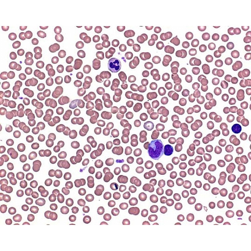 1.11374.0100 バッファータブレット pH6.8 血液像用リン酸緩衝液調製用 1錠/1L : 100錠入り 111374 100Tabs 1個 Merck(メルクミリポア) 【通販モノタロウ】