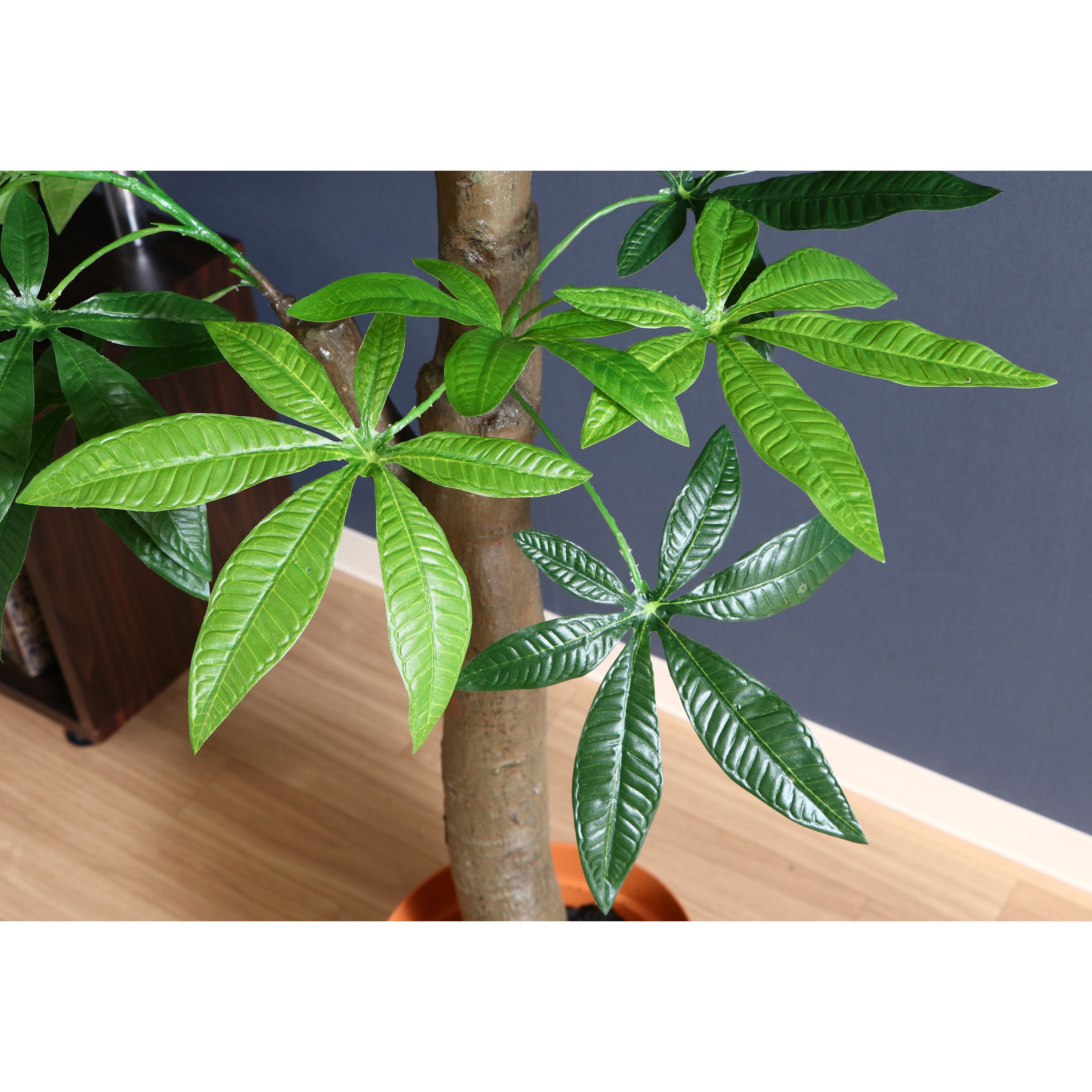 観葉植物 パキラ 1個 不二貿易 通販サイトmonotaro
