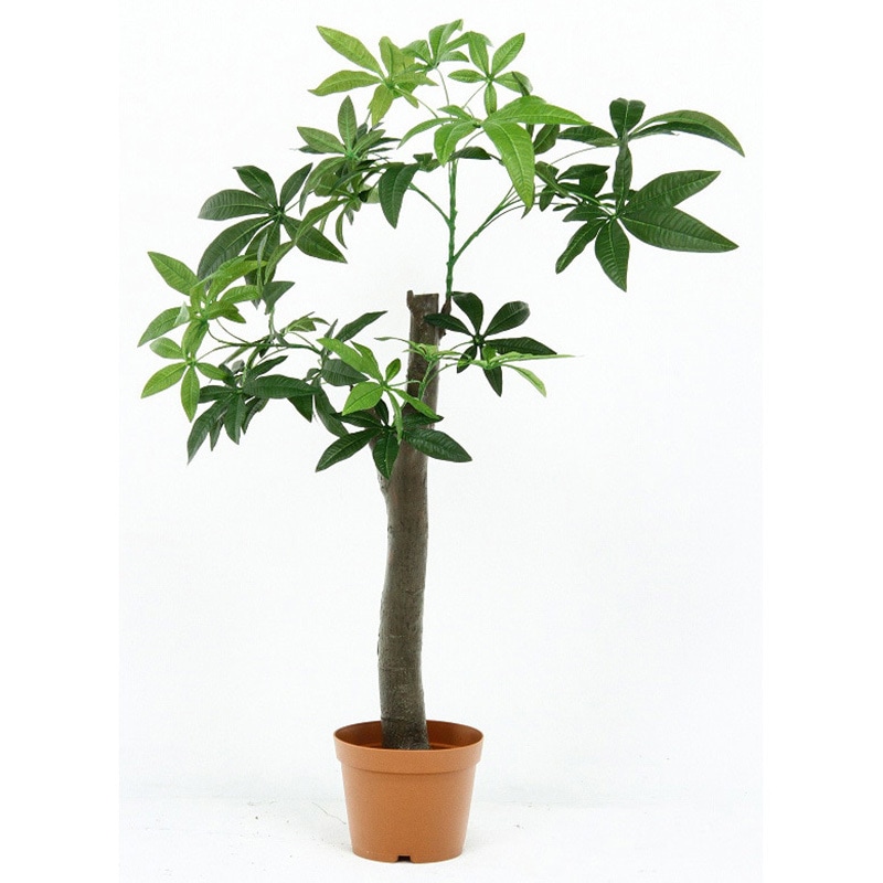 52665 観葉植物 パキラ 1個 不二貿易 【通販モノタロウ】