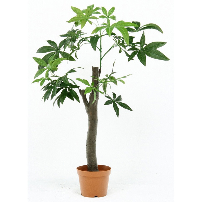 52665 観葉植物 パキラ 1個 不二貿易 【通販モノタロウ】