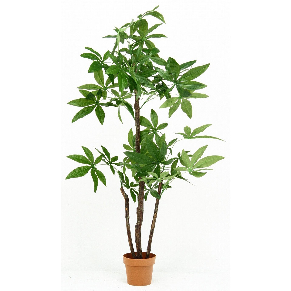 52666 観葉植物 パキラ 1個 不二貿易 【通販モノタロウ】