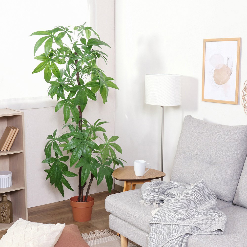 大きめパキラ 二又 変わった樹形 大きめパキラ 二又 変わった樹形