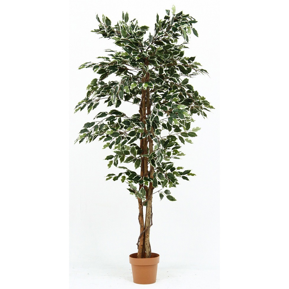 52664 観葉植物 フィカス 1124 不二貿易 タイプB 外形寸法900